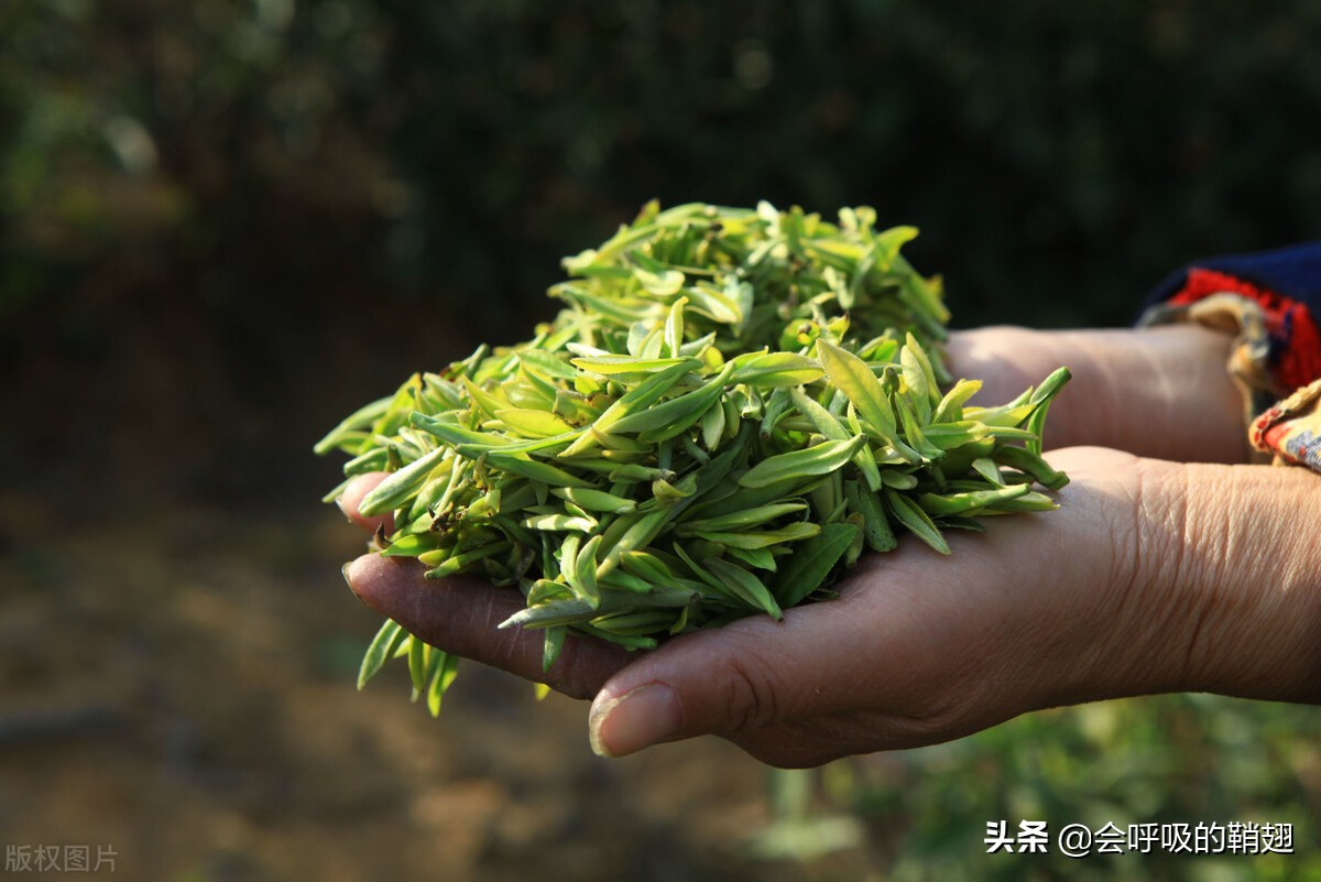 来聊聊喝茶（茶叶）那些事吧