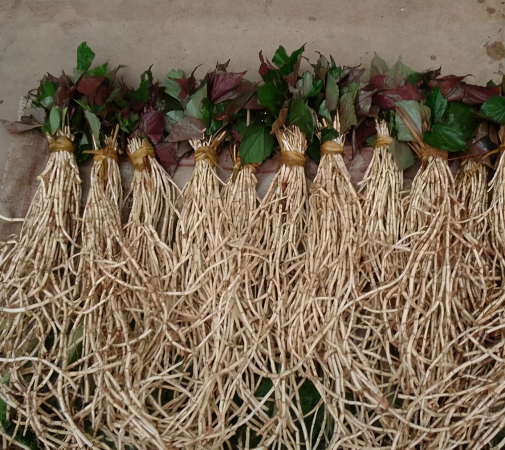 鱼腥草泡水喝的功效 鱼腥草煮水喝的危害-皮皮百科