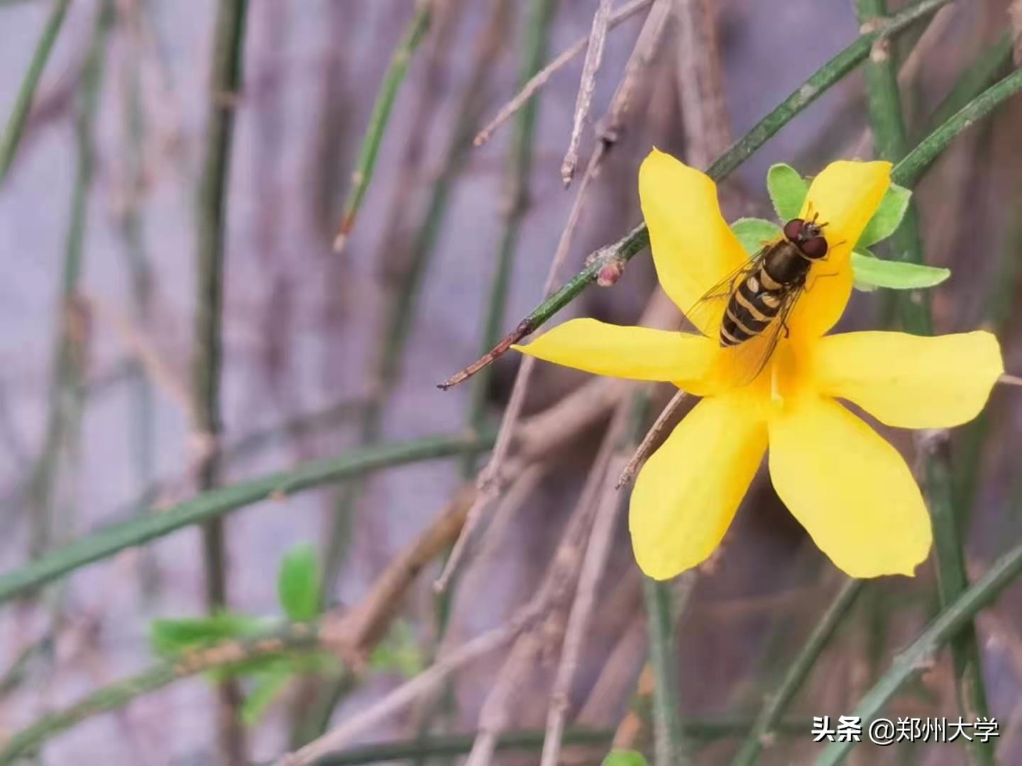 绝美！快来评选你心中最美的郑大“校花”