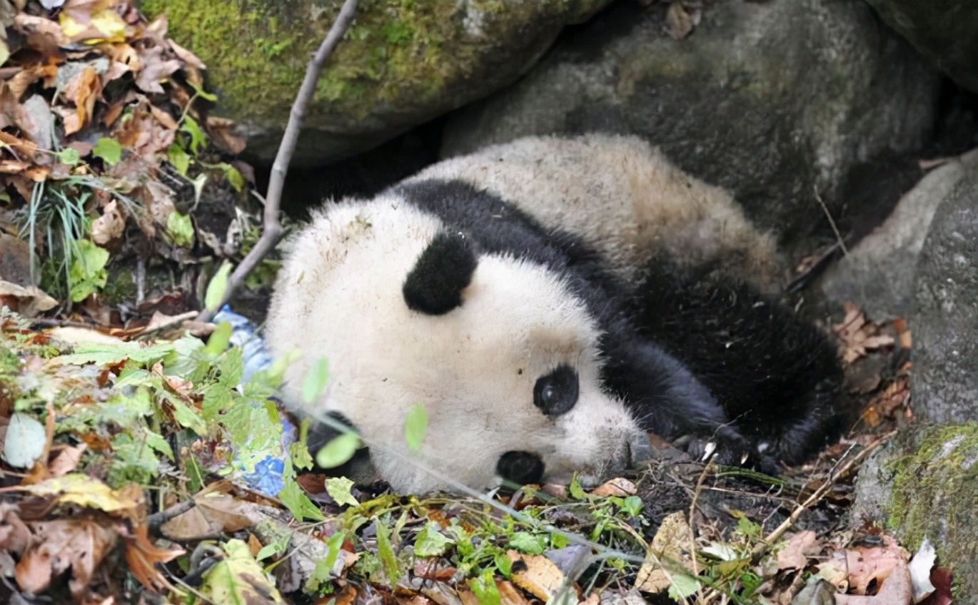 黄鼠狼和貂的区别（全世界也稀有的黄喉貂介绍）