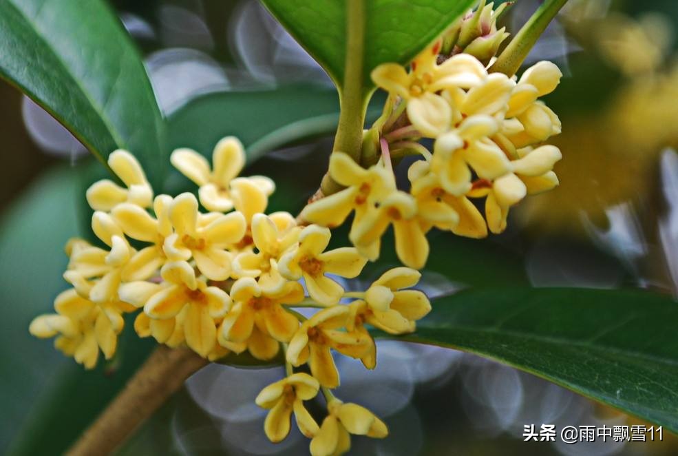 桂花树栽培技术（教你6个养殖方法花开百朵满屋香）