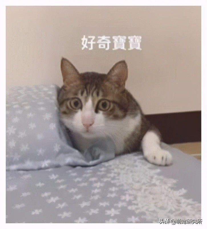 猫咪误食老鼠药紧急处理方法及危险物品防范指南