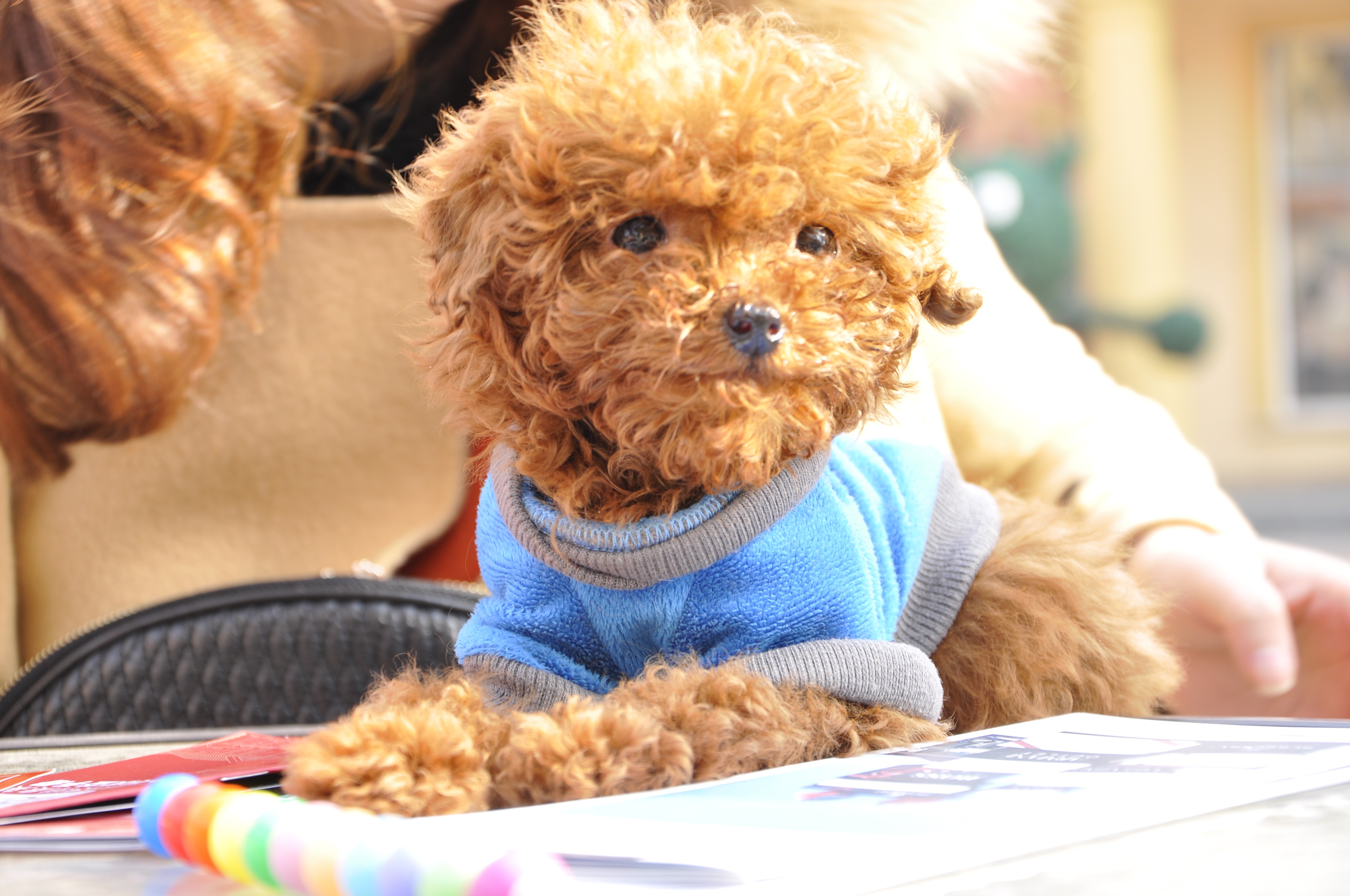 实话说,你养的狗会暴露你的性格,真的准