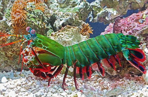 雀尾螳螂虾多少钱一只从虾说起