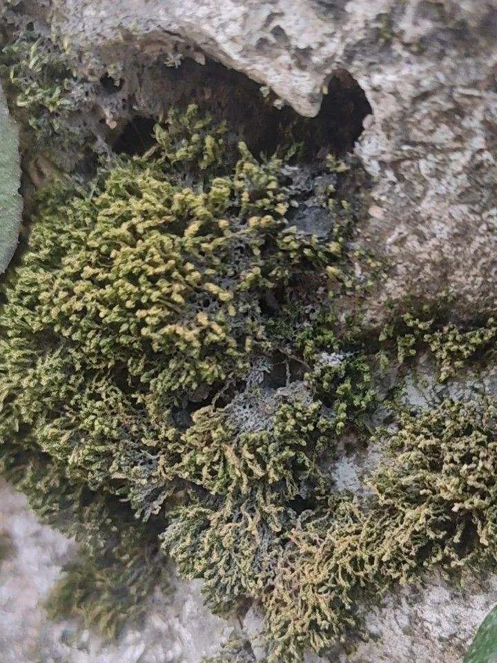 九死還魂草,九死還魂草的功效與作用