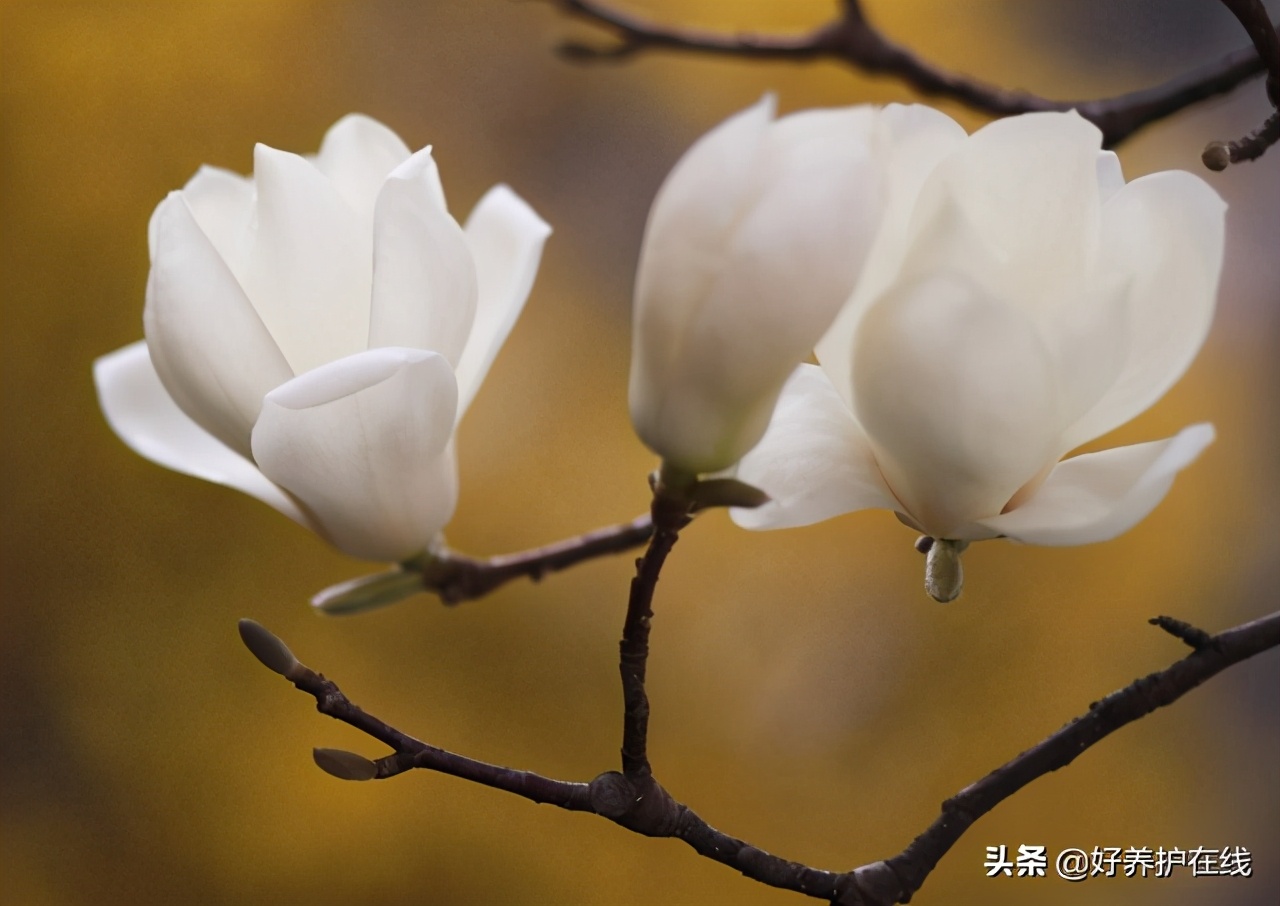 玉兰花有几种颜色（盘点玉兰花的五大品种）