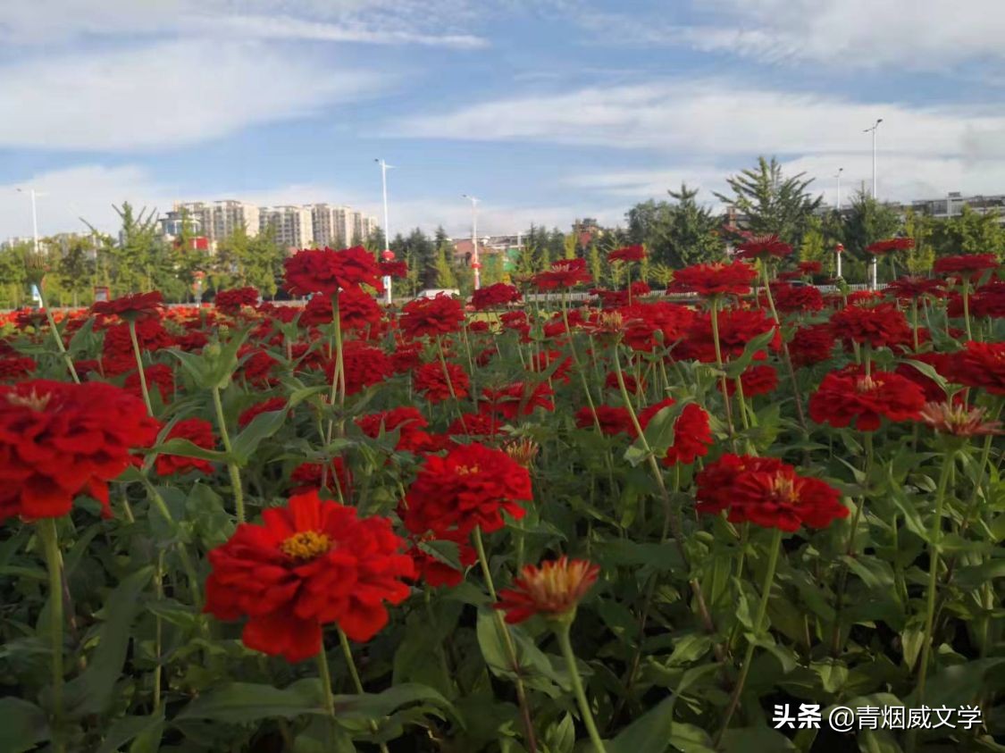 秋意渐深风光美，红花绿叶织涵芳