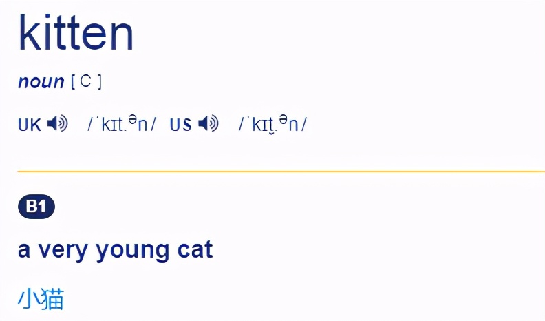 猫的英文是cat，那“小奶猫”的英文是啥？总不能说little cat 吧