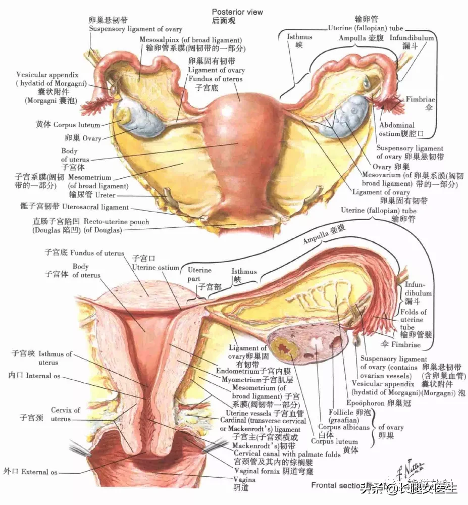 女性生殖系统解剖图
