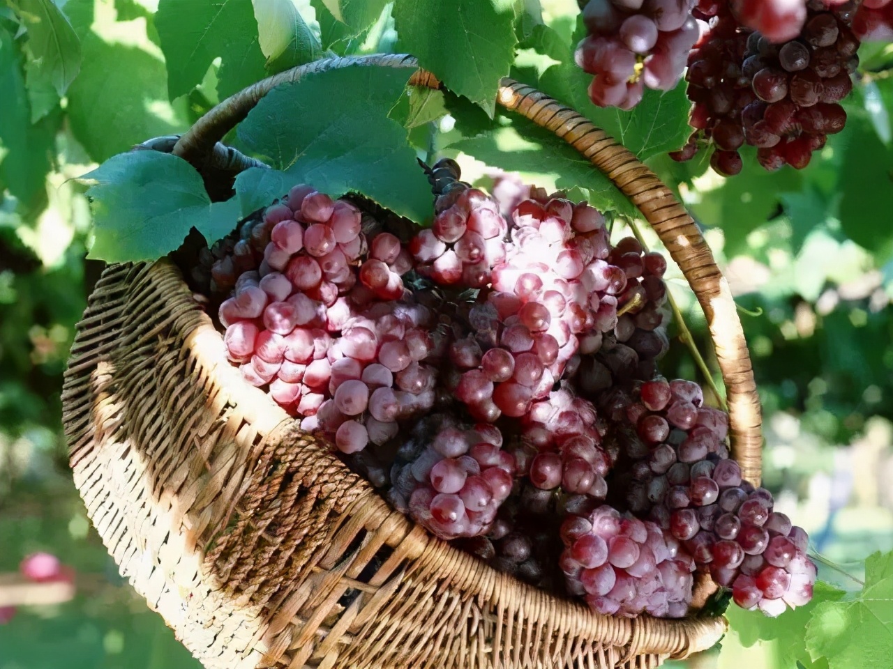 葡萄肉的功效与作用-我的快乐小窝