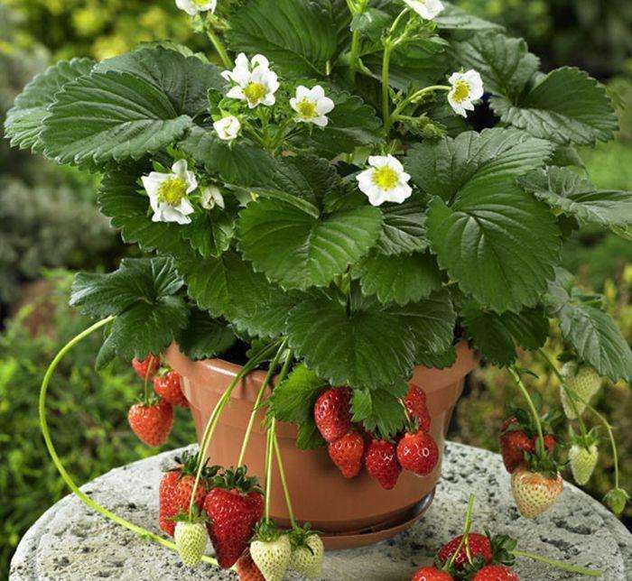 草莓花束制作方法(盆栽草莓，开了花使劲掐，掐一朵开10朵，一摘一箩筐)