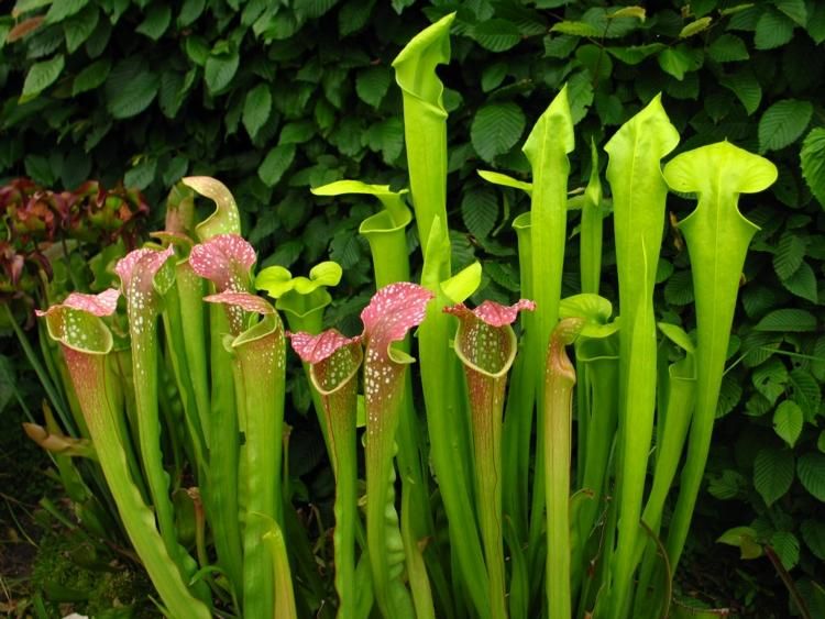 室内花盆里的小飞虫怎样除掉（用3个笨方法消灭小飞虫）