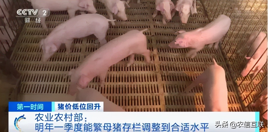 10月份饲料产量下降，养猪连赚两周，猪真的少了？官方发布预警