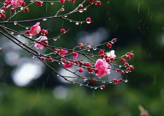 什么细雨（什么细雨填动词）-第1张图片-华展网