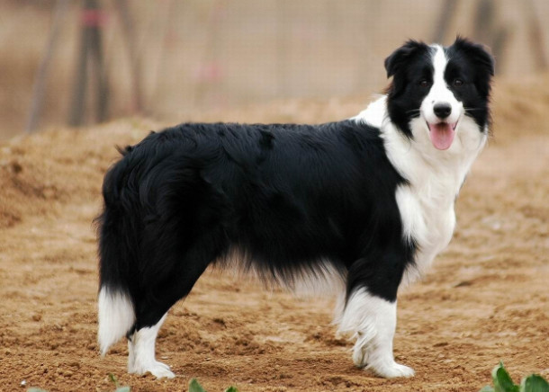 古代牧羊犬世界杯展(辟谣，牧羊犬并非都被禁养，但边牧饲养数量减少，离不开三点原因)