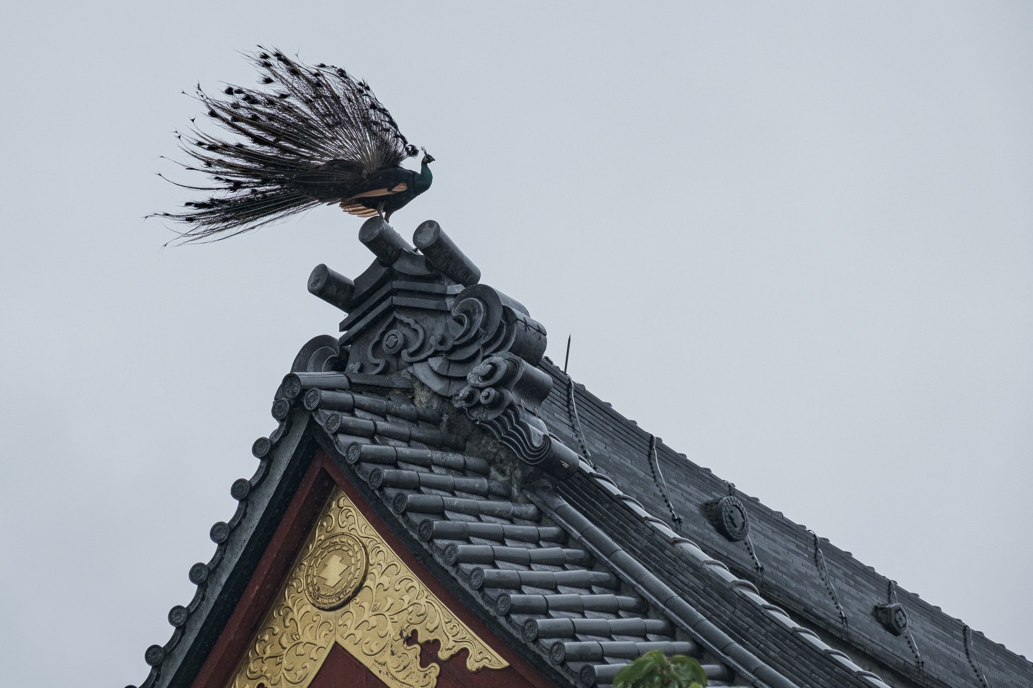 孔雀會飛嗎,孔雀會飛嗎?能飛多遠(yuǎn)多高?