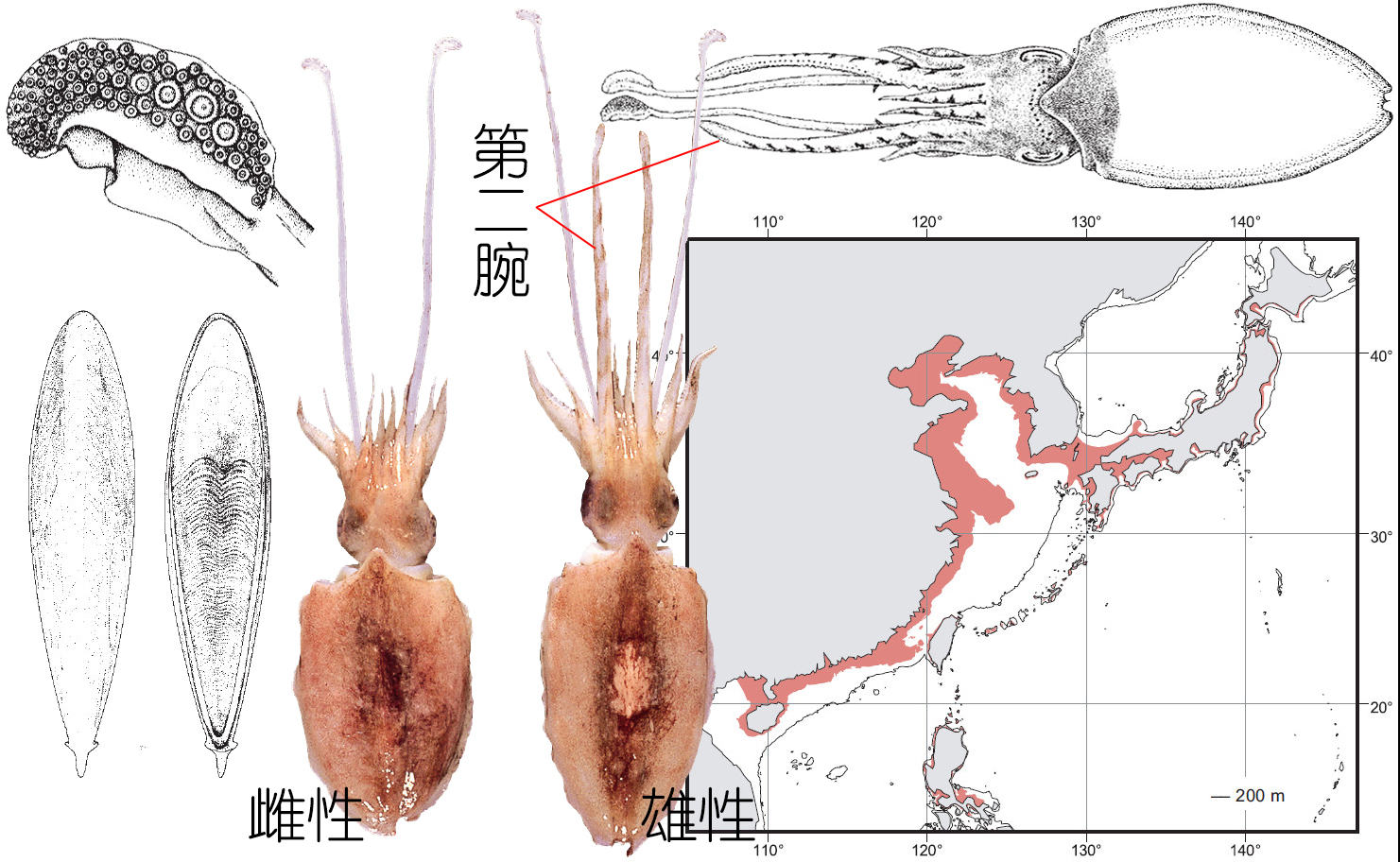 解析海鮮｜明明白白吃肉！墨魚與魷魚到底有什么不同？(下)