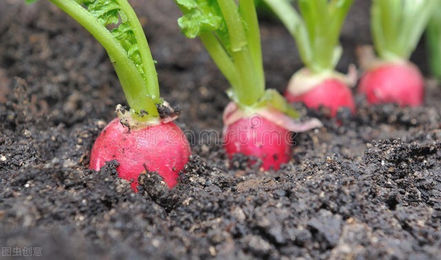 300座大棚压塌，多种蔬菜被冻坏，菜农损失惨重！菜价刚跌又涨？