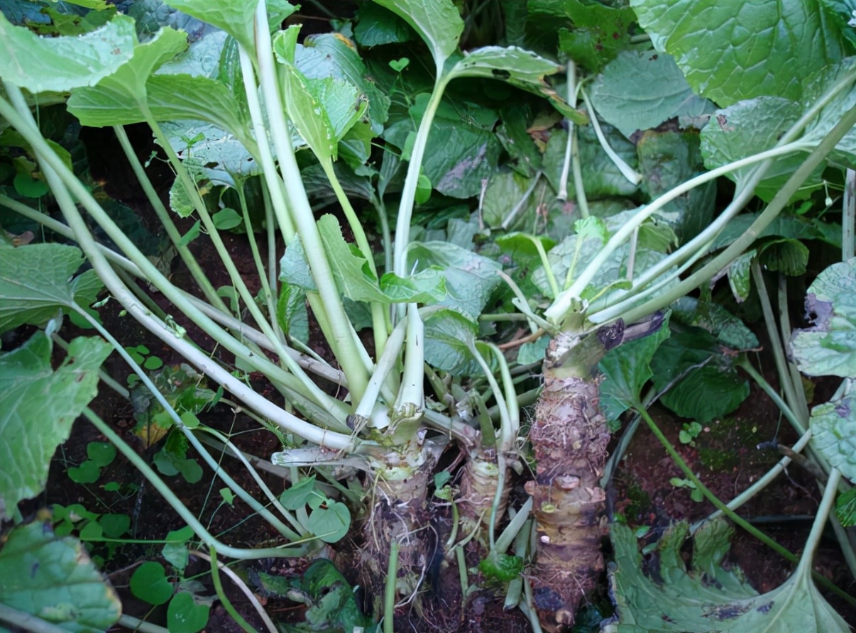 山萮菜也叫山葵,泽山葵,溪山葵,雪花菜,冬寒菜,冬苋菜,滑肠菜等,名字