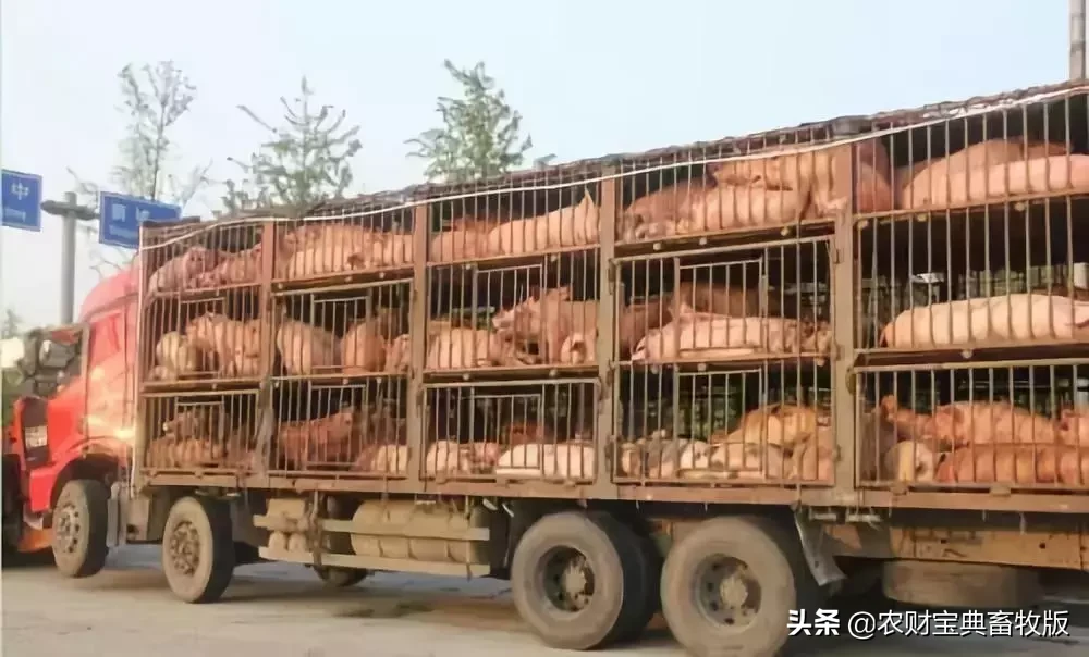 想买猪的注意了！广东禁止调入生猪地区又增一地，仔猪价格涨至630元/头