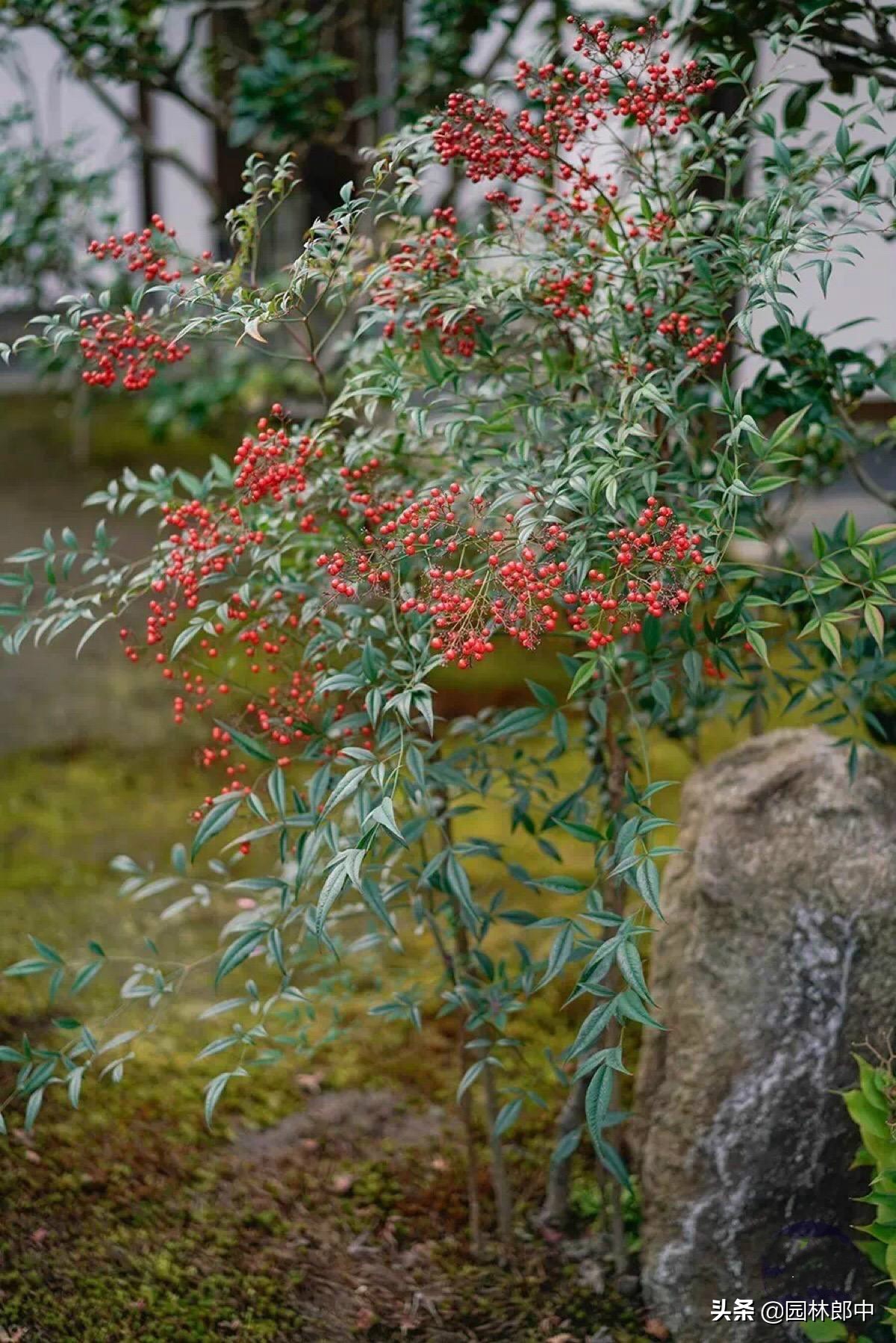 南天竹,园林中常用的一种观果观叶植物,只可远观而不可亵玩