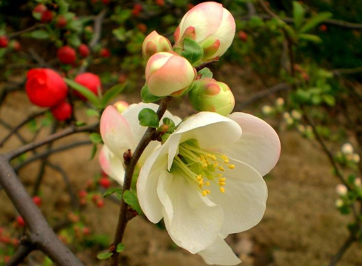 10种海棠品种,被称为花中神仙,你对海棠的认识有多少呢?