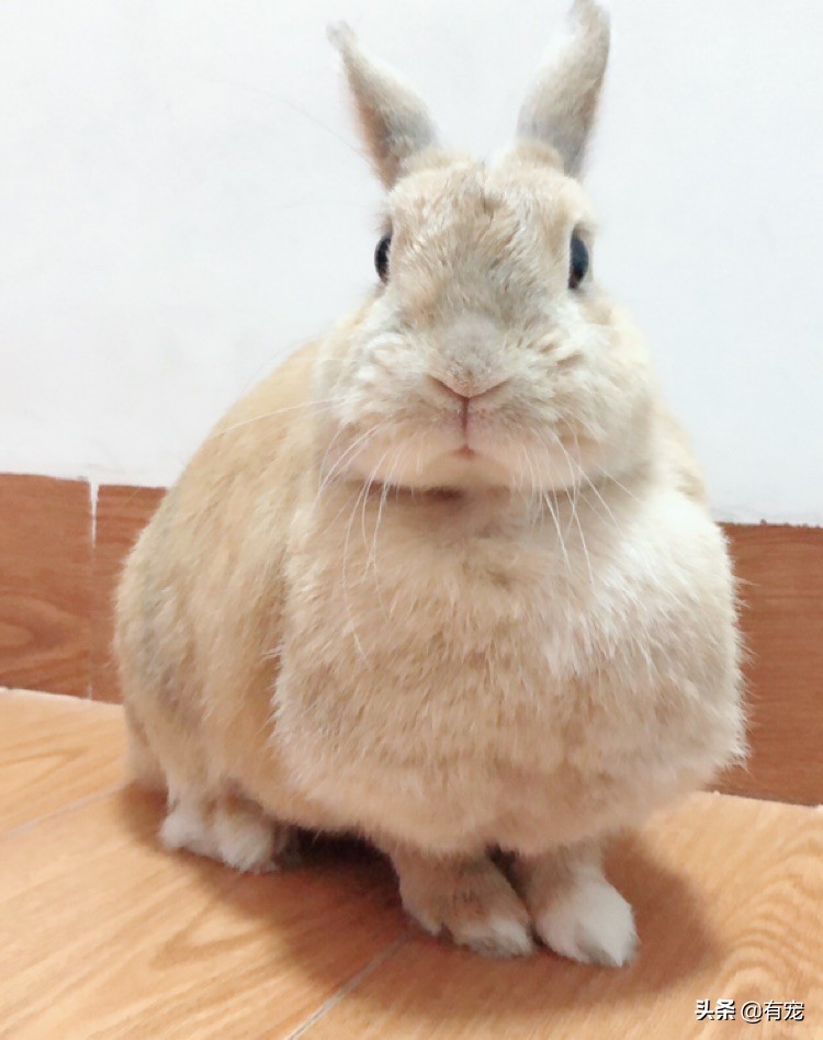 兔子怀孕肚子大图片(兔兔怀孕了) - 赤虎壹号
