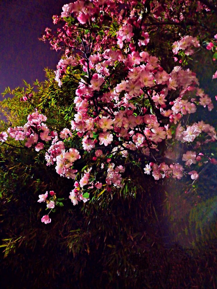 博山夜色春华俏,樱花玉兰枝头闹