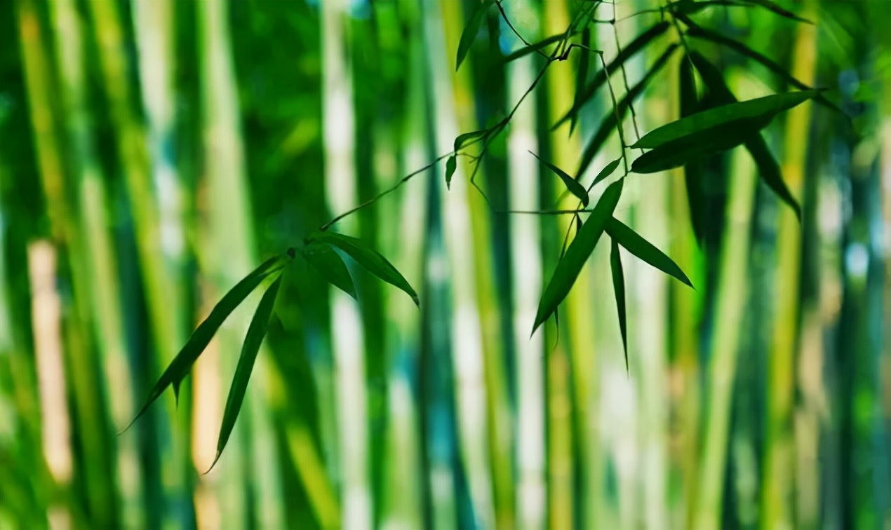 这几首说老师的古诗，看完太感慨！