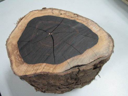 檀木王(檀木) 檀木 第3张