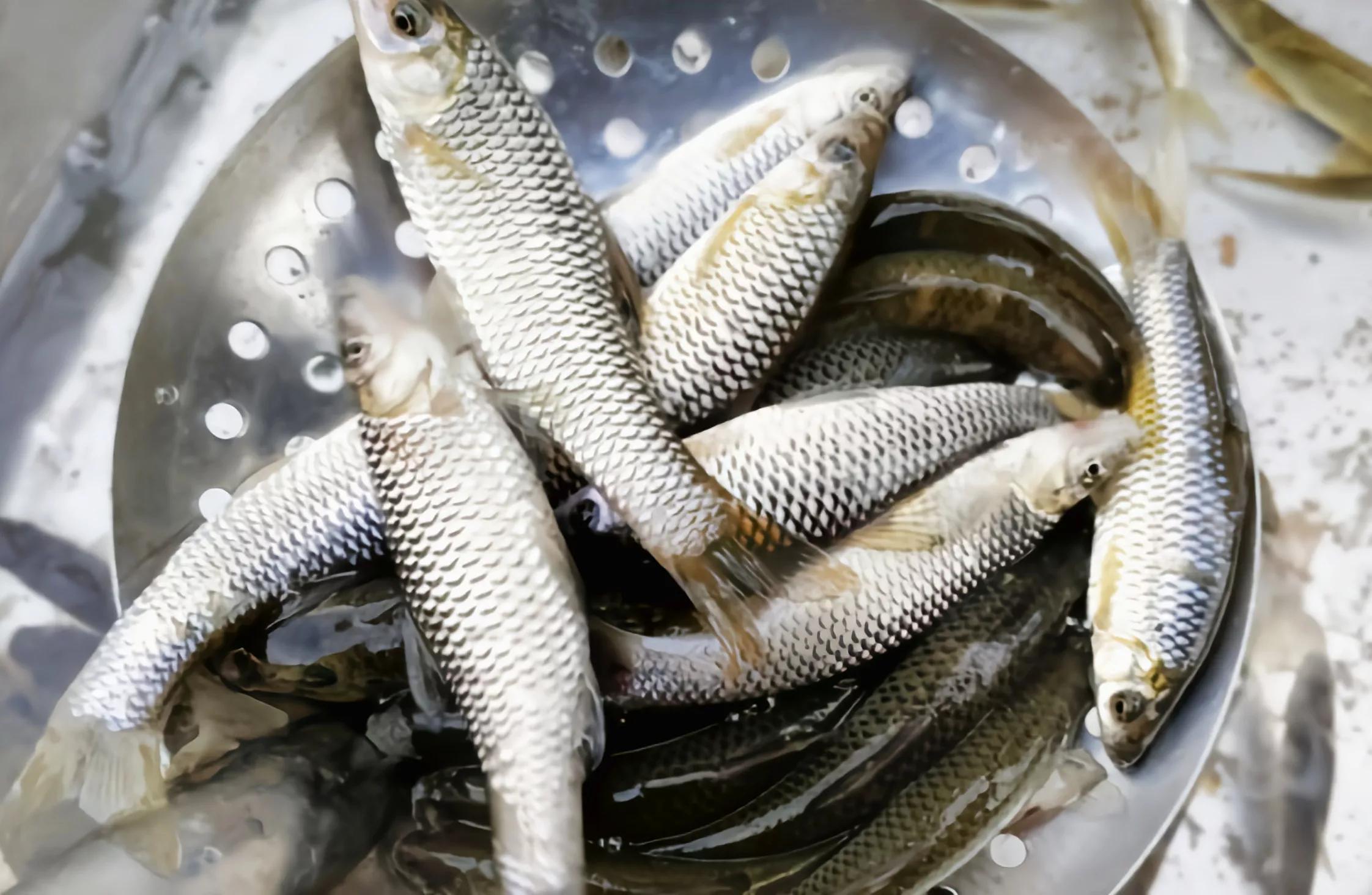 江西水库麦穗鱼泛滥!其实它已入侵34国,欧洲早就成"重灾区"