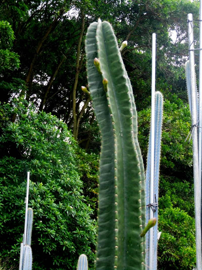 沙漠植物（11）-仙人柱（1）：鬼面角