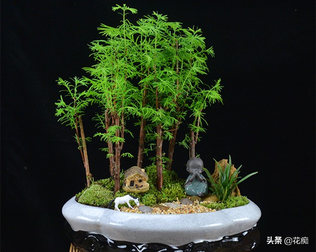 水杉是什么植物(植物界的"活化石"水杉介绍)