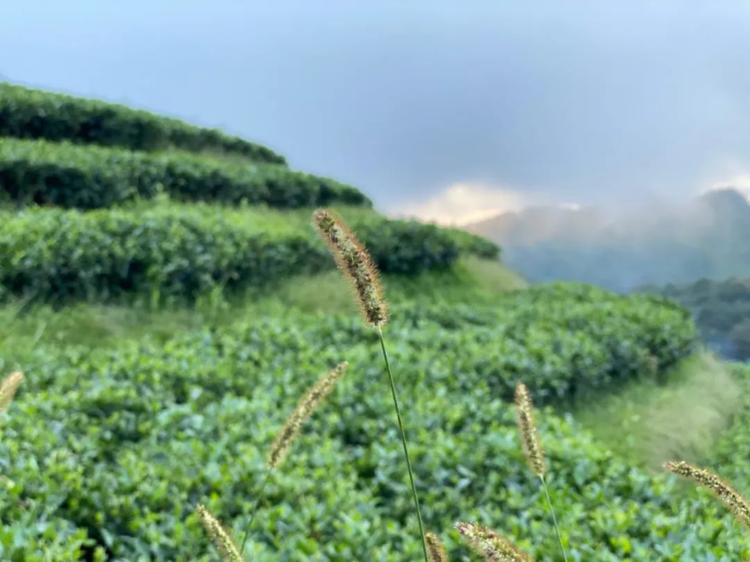 蒹葭苍苍，白茶生霜，在白露节，谱一曲2021年白露茶的丰腴甘润