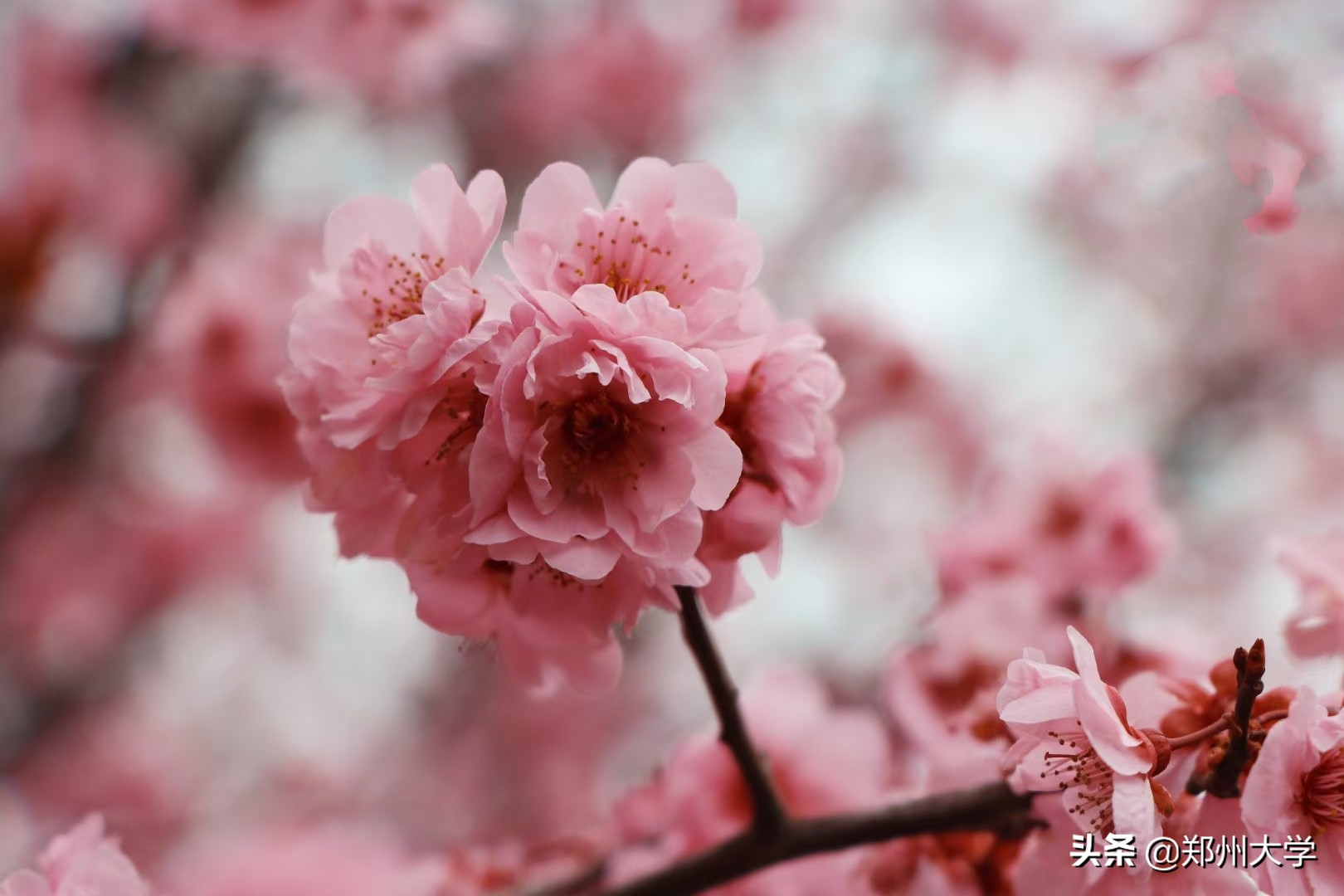 绝美！快来评选你心中最美的郑大“校花”