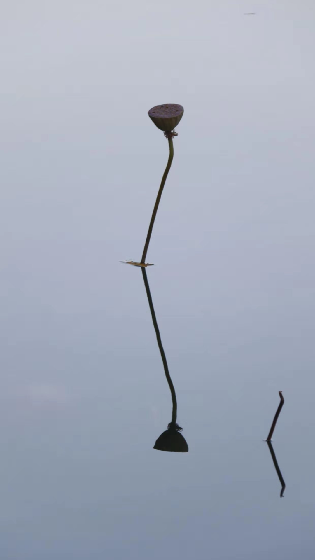 你的理想大学，终于被做成了手机壁纸