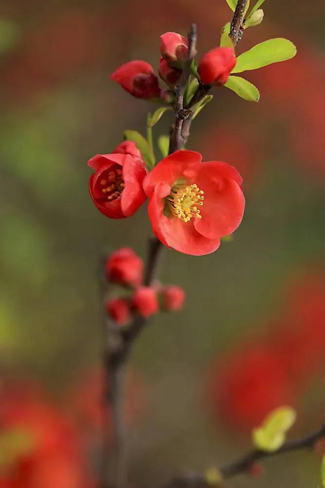 来一场与花的约定