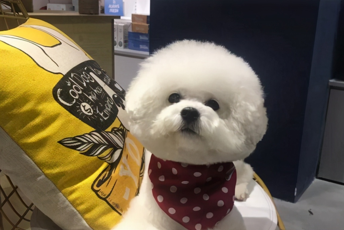 比熊犬如厕训练全攻略：6大饲养要点助你轻松教会狗狗定点排便