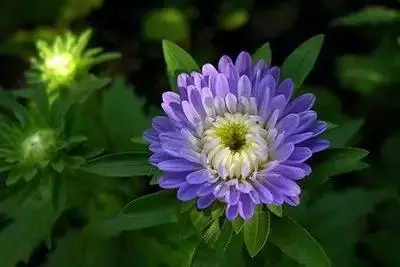 各种花的寓意及花语（100种花的花语大全）