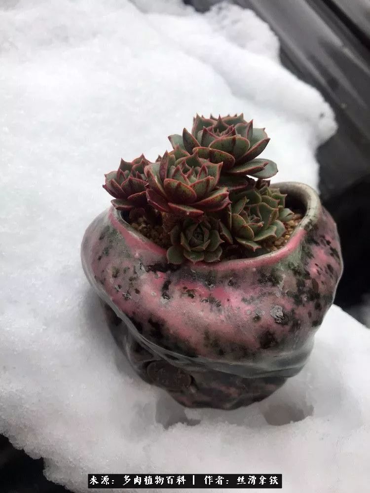 雪融花:雪中赏多肉,瑞雪兆丰年!