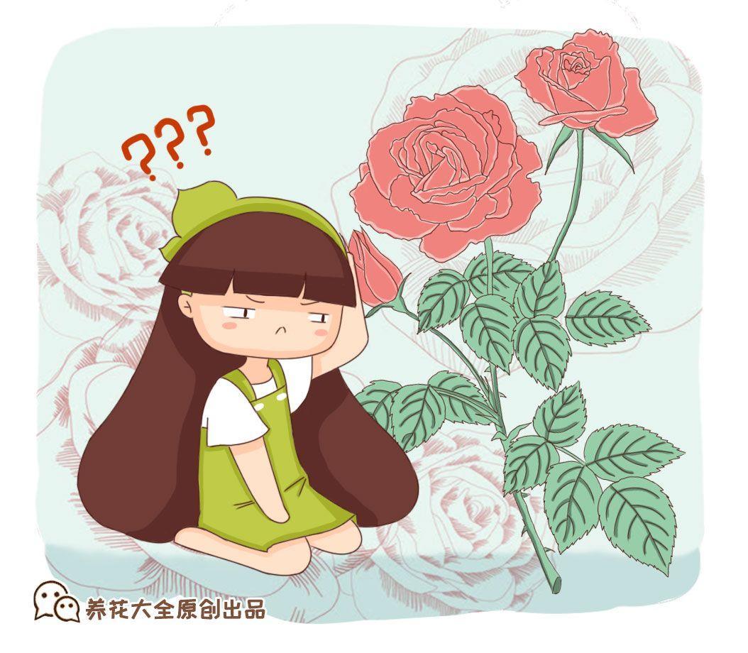 玫瑰花跟月季花的区别（月季玫瑰对照图）-第1张图片-巴山号