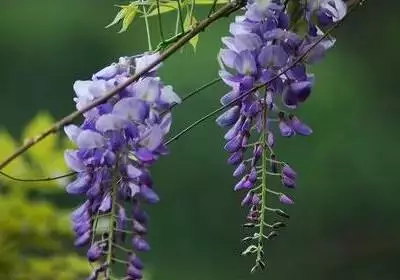 各种花的寓意及花语（100种花的花语大全）