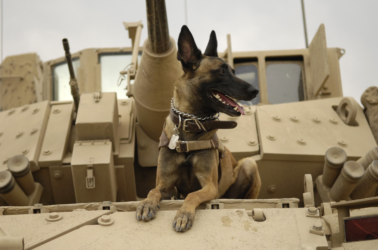 拉布拉多犬的图片头像(史上10大特级军犬，哈士奇竟然在列，最小军犬身高仅23厘米)