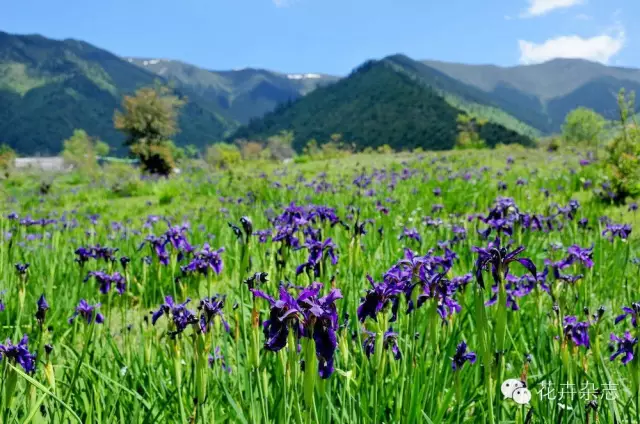 中国野花观花地点推荐