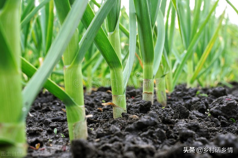 萝卜几月份种植才合适（萝卜几月份种比较合适）-第5张图片-巴山号