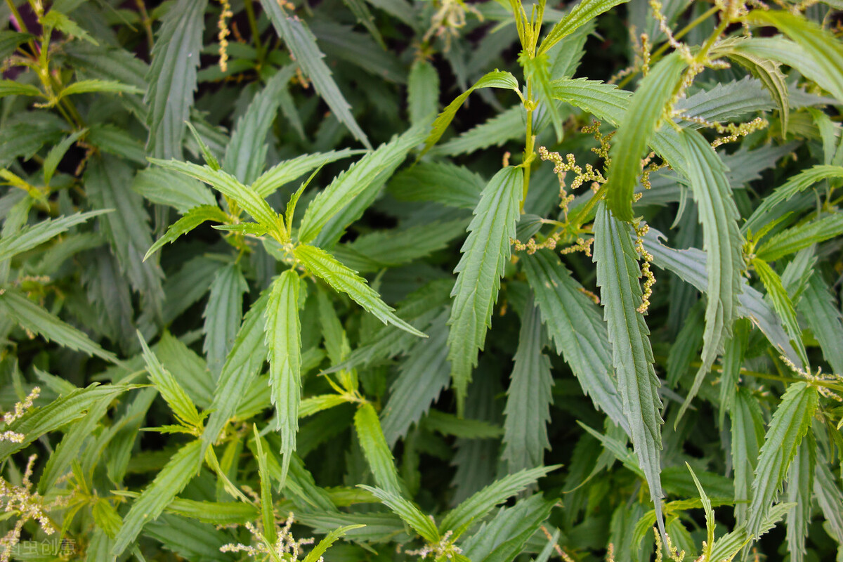 被麻叶荨麻草扎了怎么办(麻叶荨麻草的功效与作用)-友友