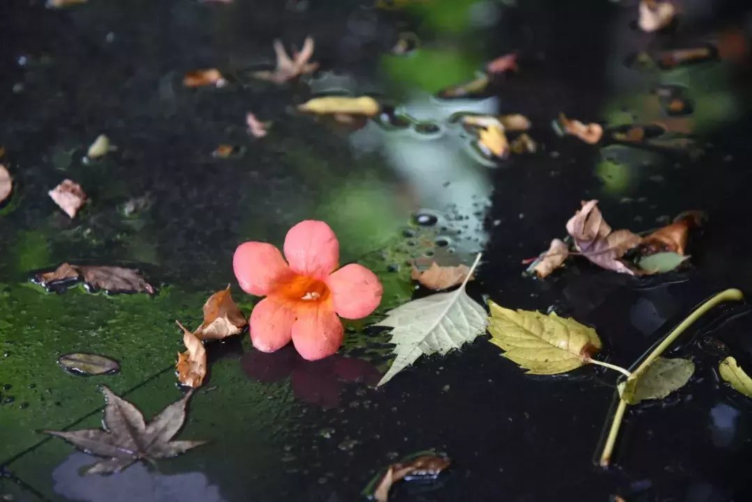 最美30首落花诗词：正是江南好风景，落花时节又逢君