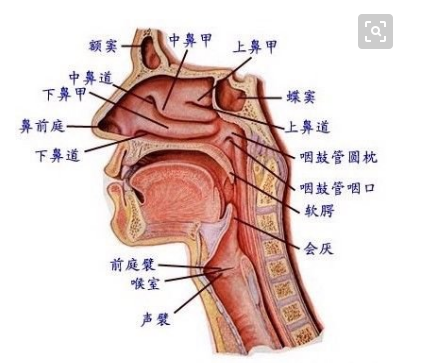 什么是鼻炎？怎么治疗？