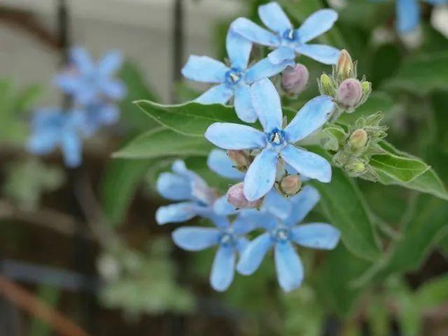 藍星花的花語,藍星花的花語和寓意