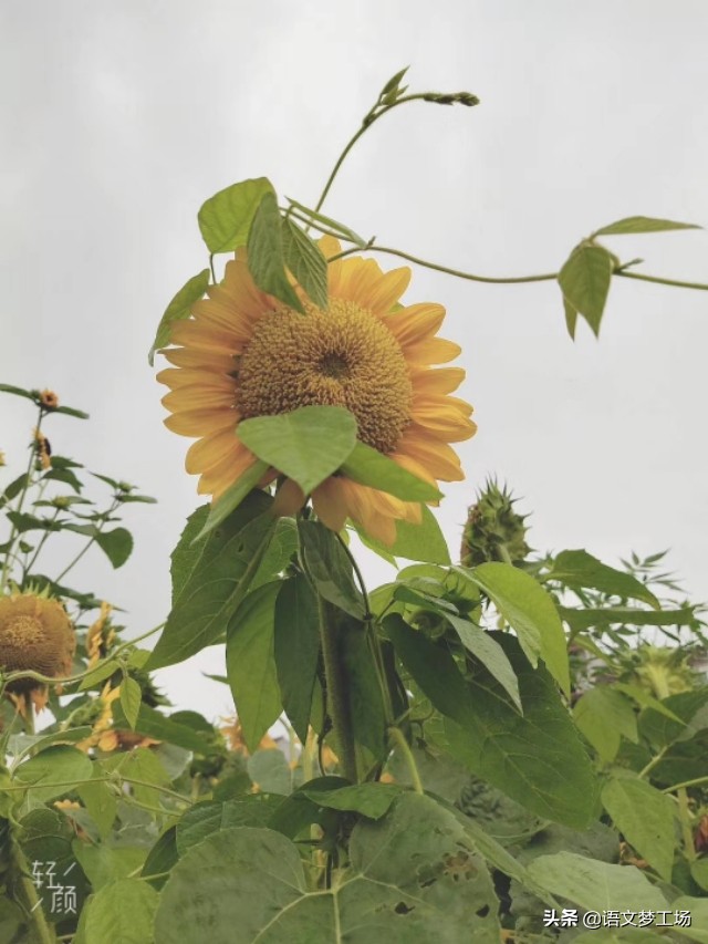 叙事类中考满分作文5篇，选材独特，脉络清晰，吸引阅读